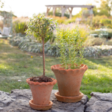 planter - redstone frilly edge (multiple sizes)