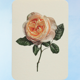 greeting card - soft peach rose