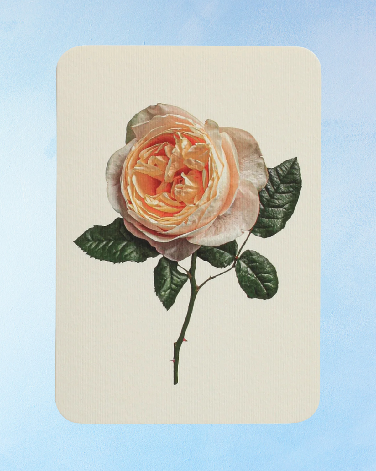 greeting card - soft peach rose