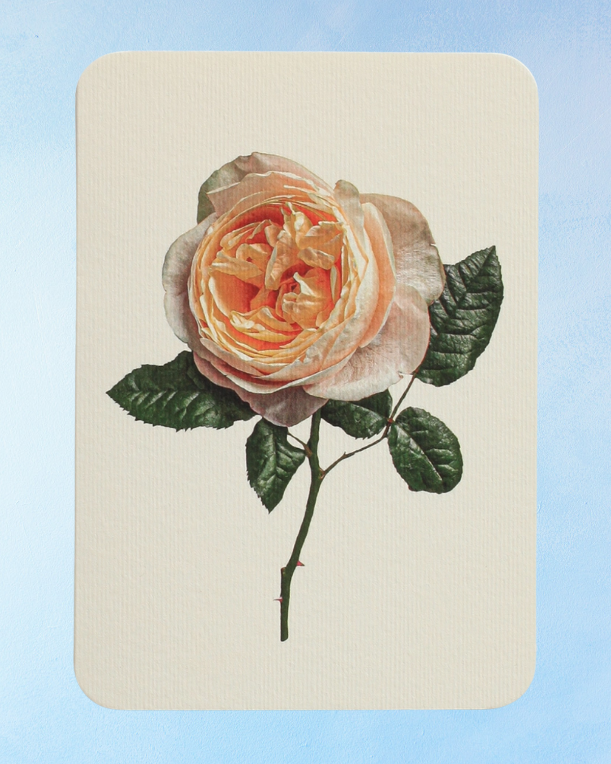 greeting card - soft peach rose