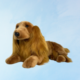 "chester" cavalier king charles spaniel tricolore