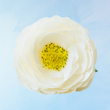 handmade paper flower - white peony