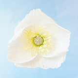 handmade paper flower - white poppy