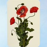 carte de vœux - coquelicots sauvages
