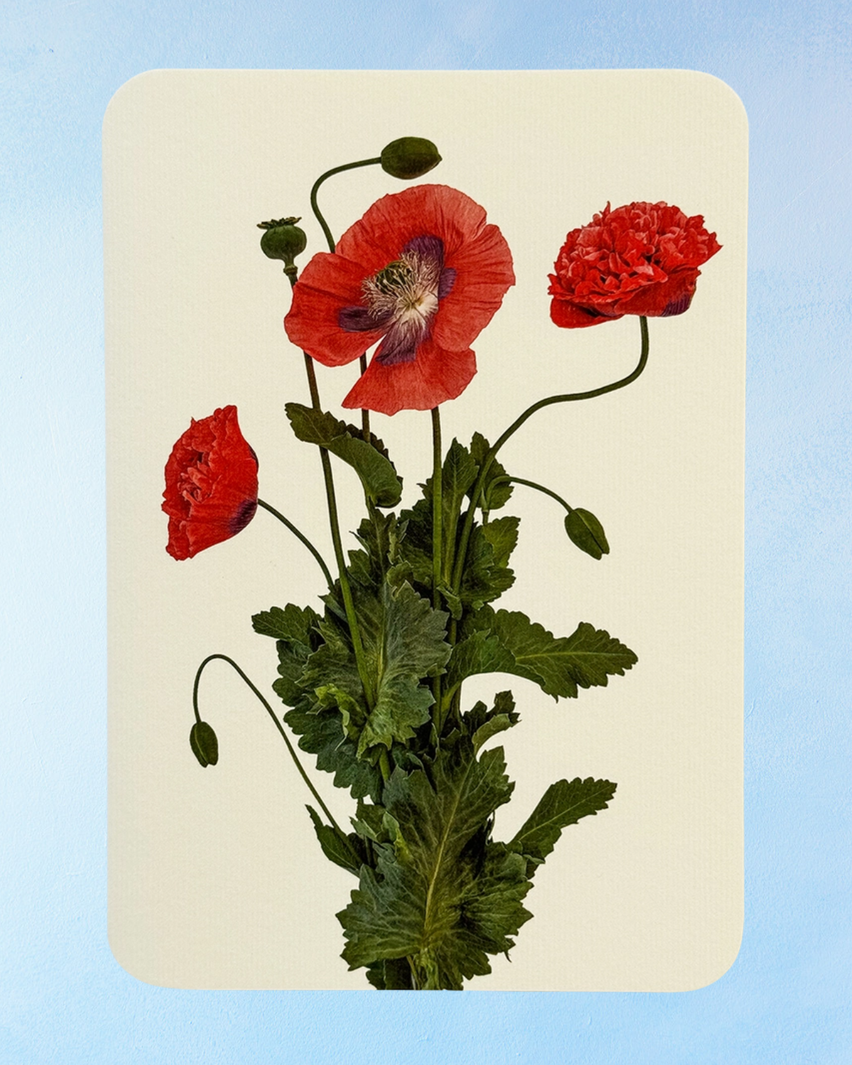 greeting card - wild poppies
