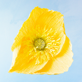 handmade paper flower - yellow poppy