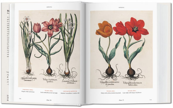 A full spread from Basilius Besler's Florilegium. The Book of Plants. 